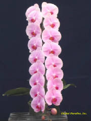 phal_pink6.jpg